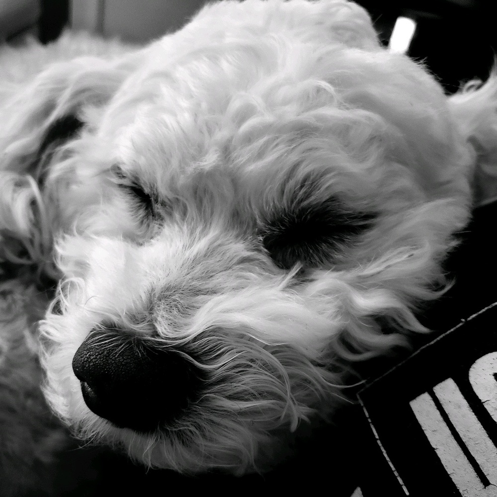 Meet your Posher, Louise